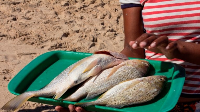 Kenyan Fish Is Safe Government Assures Kenya News Agency