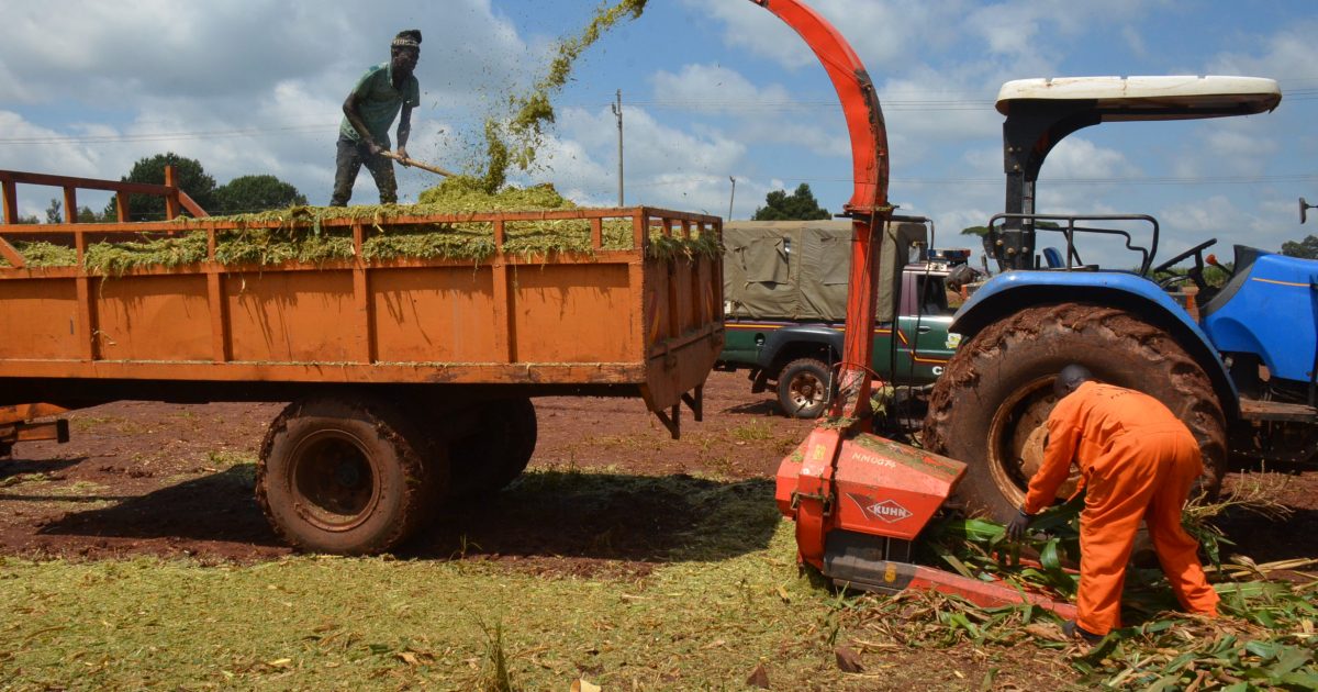 Farmers in Trans Nzoia embrace silage making to increase milk