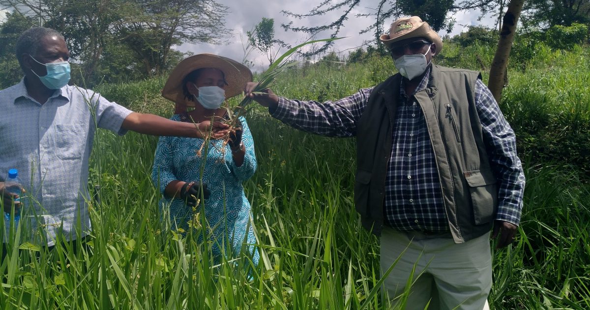 New Fodder Variety to Increase Milk Production – Kenya News Agency