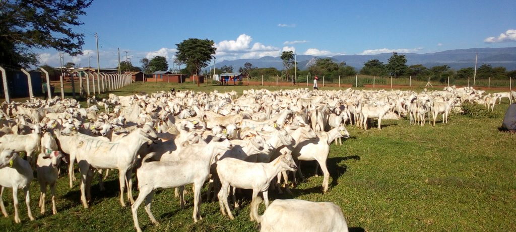 How Profitable Is Galla Goat Farming In Kenya