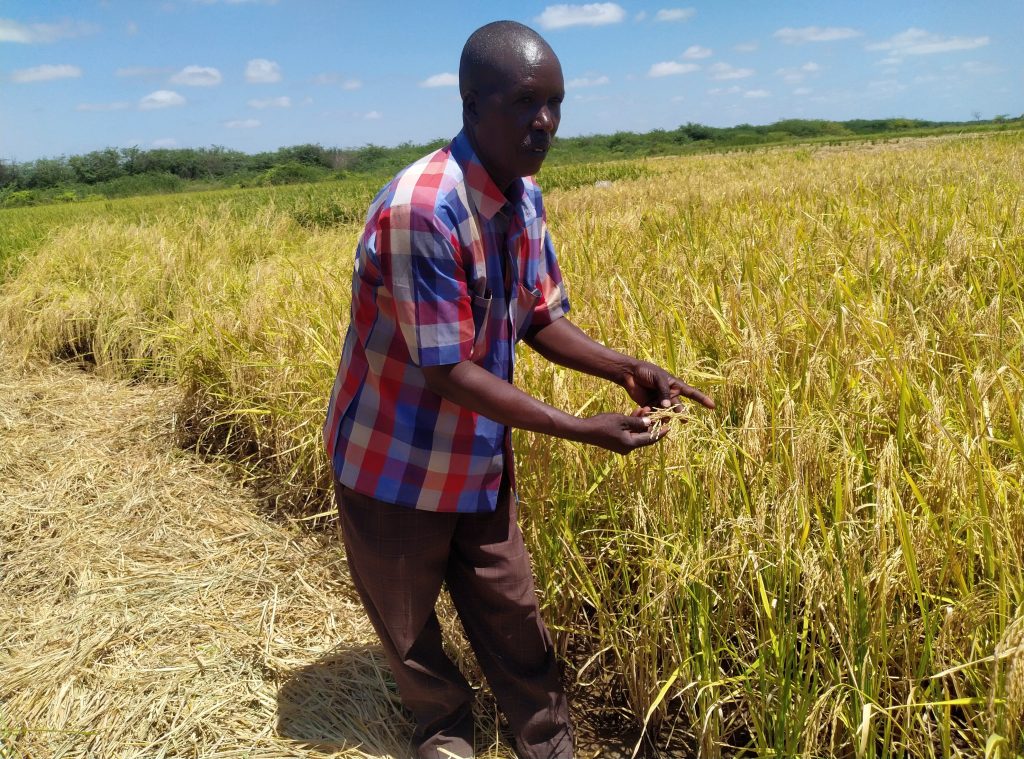 Bura farmers opt for rice crop – Kenya News Agency