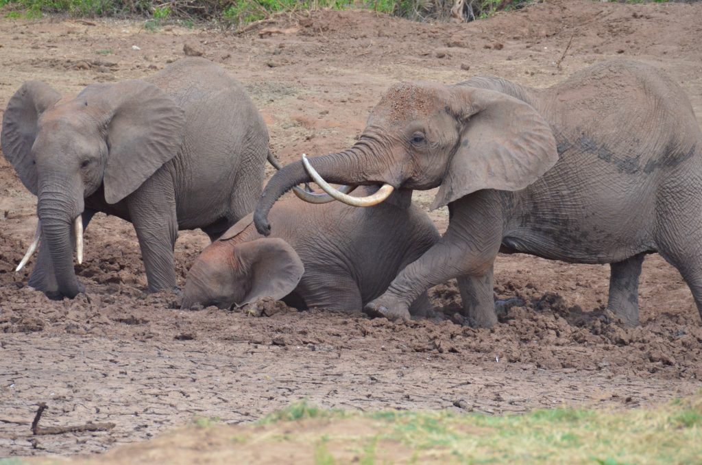 Farmers opt for Sunflowers to keep Jumbos away – Kenya News Agency