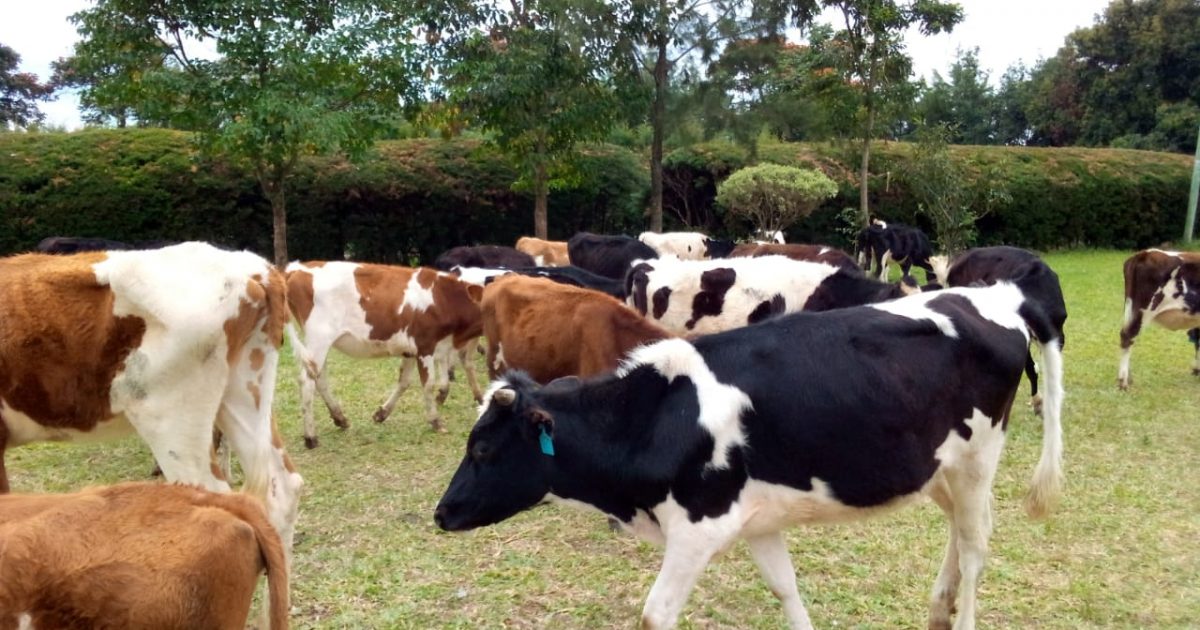 County distributes cows to farmers to increase milk production – Kenya