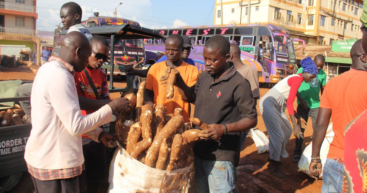 Busia cassava farmers reaping big as maize prices soar  Kenya News Agency