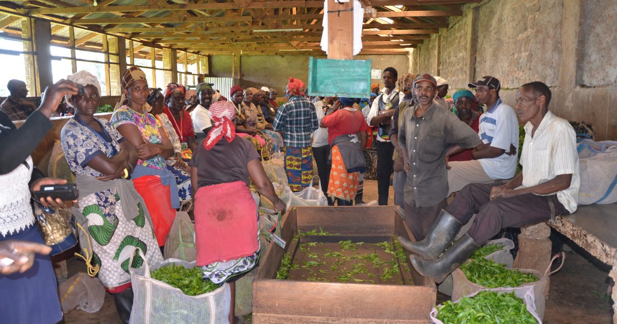 Tea Board Of Kenya Calls For Vigilance At Tea Buying Centres – Kenya ...