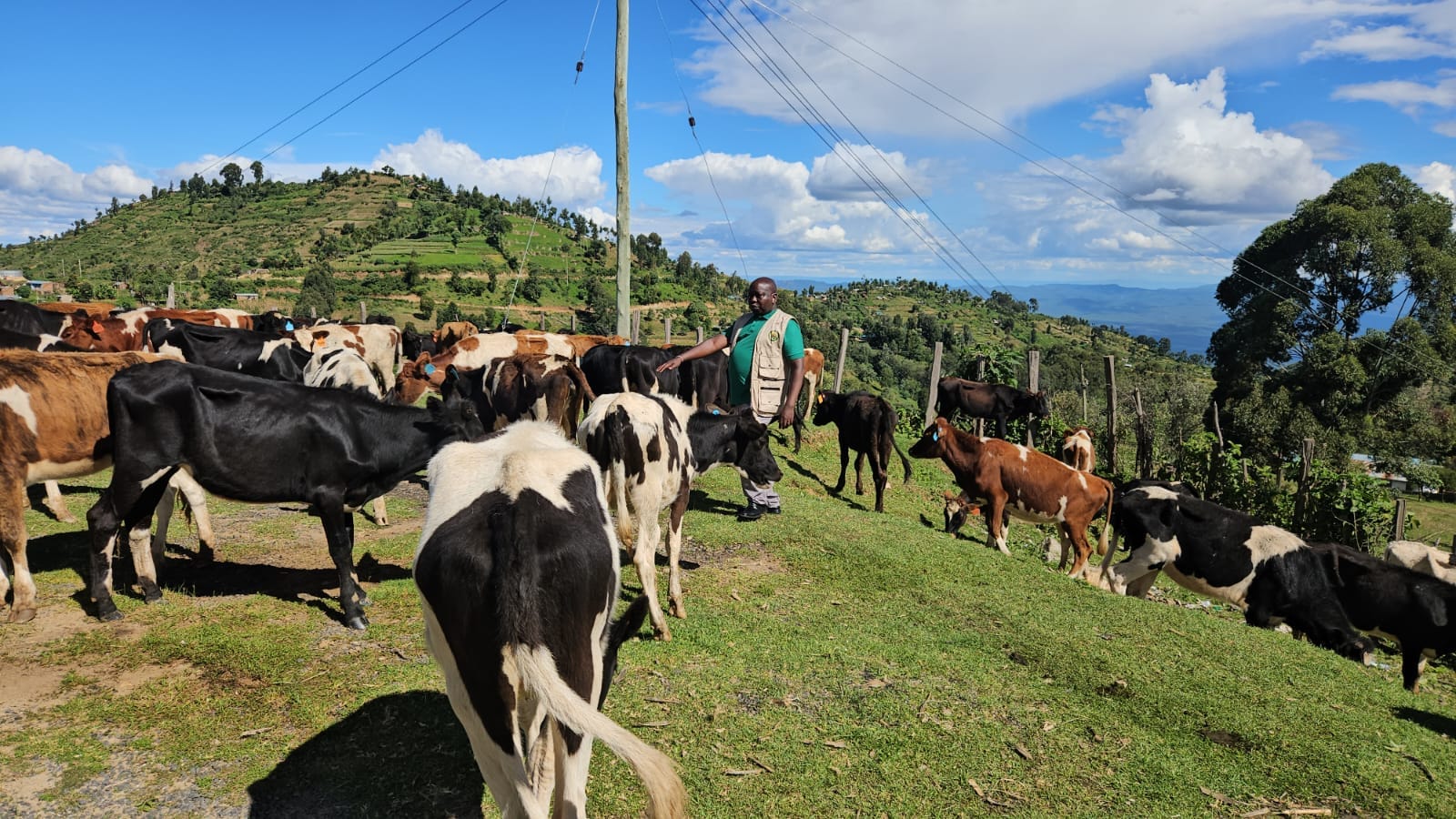 Elgeyo Marakwet distributes heifers to boost milk production – Kenya